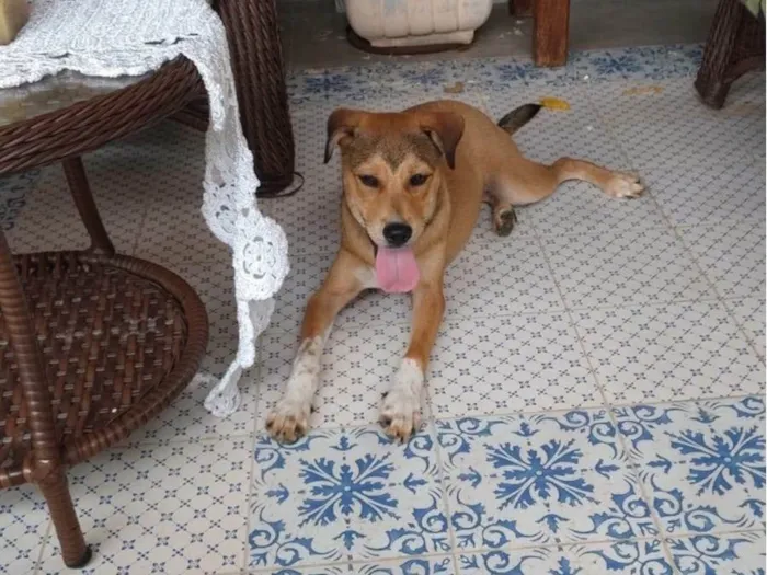 Cachorro ra a SRD-ViraLata idade 2 a 6 meses nome Marey