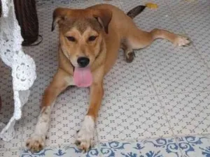 Cachorro raça SRD-ViraLata idade 2 a 6 meses nome Marley