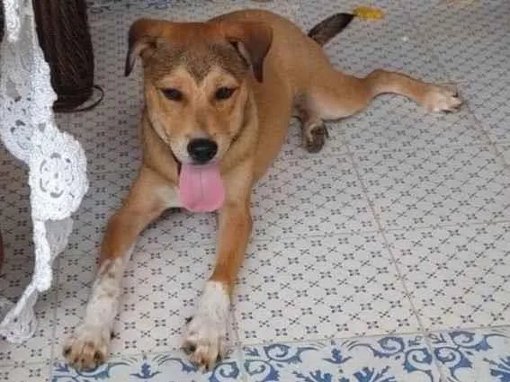 Cachorro ra a SRD-ViraLata idade 2 a 6 meses nome Marley