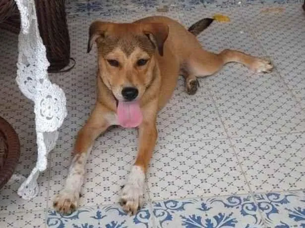 Cachorro ra a SRD-ViraLata idade 2 a 6 meses nome Marey