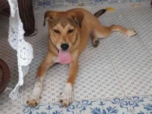 Cachorro raça SRD-ViraLata idade 2 a 6 meses nome Marey