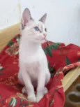 AMORA