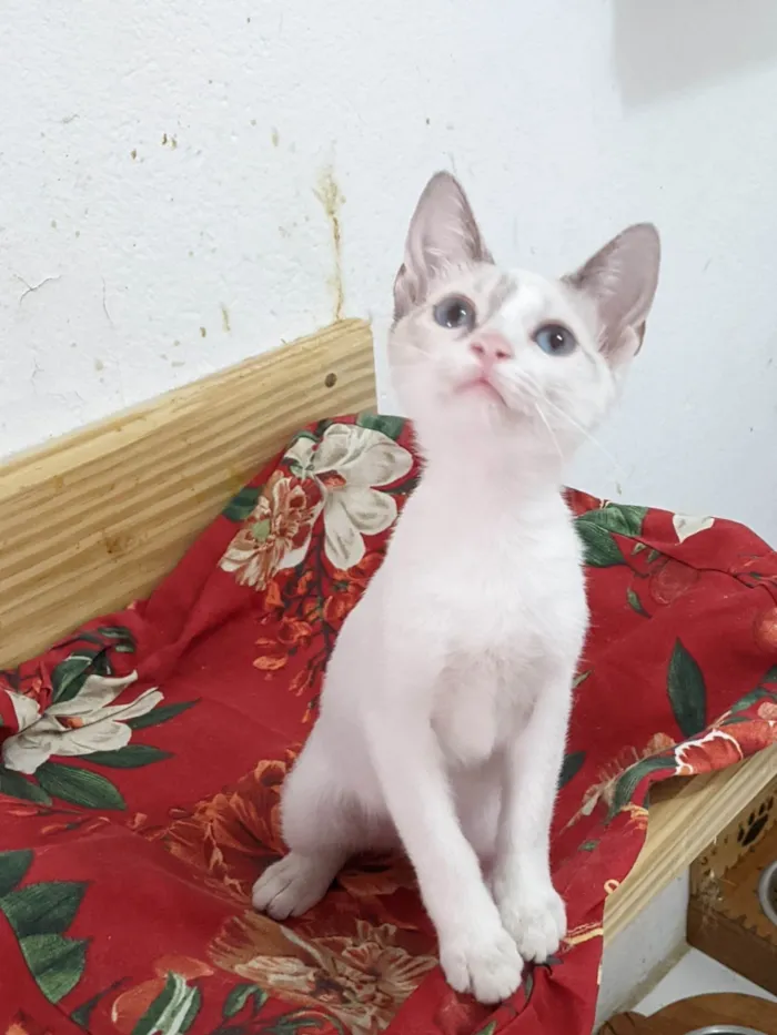Gato ra a SRD-ViraLata idade 2 a 6 meses nome AMORA