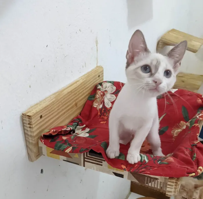 Gato ra a SRD-ViraLata idade 2 a 6 meses nome AMORA