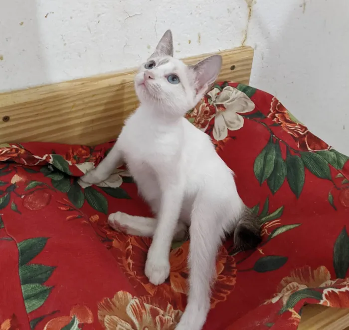 Gato ra a SRD-ViraLata idade 2 a 6 meses nome AMORA