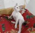 AMORA