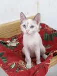 AMORA