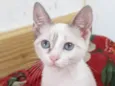 AMORA