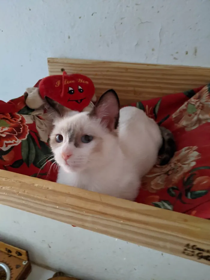 Gato ra a SRD-ViraLata idade 2 a 6 meses nome LUNA