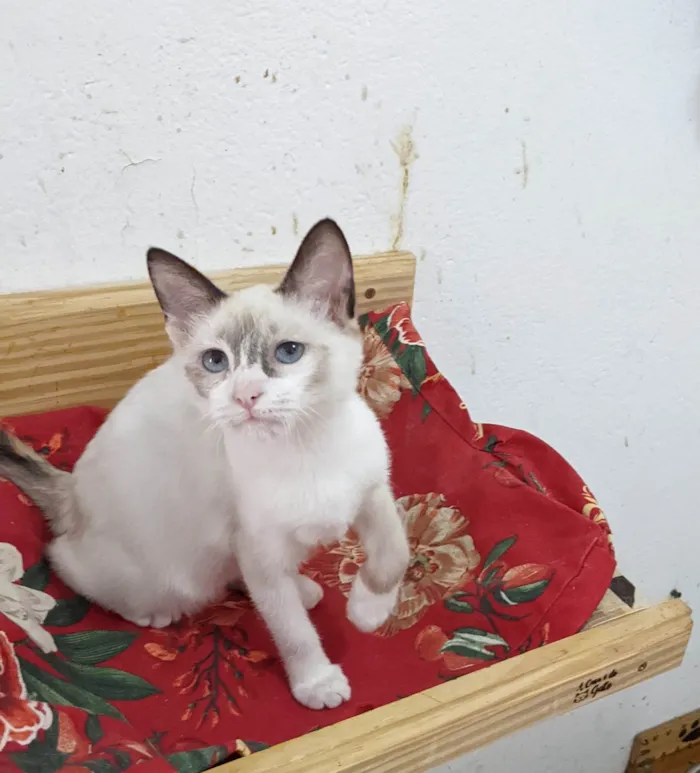 Gato ra a SRD-ViraLata idade 2 a 6 meses nome LUNA
