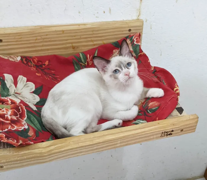 Gato ra a SRD-ViraLata idade 2 a 6 meses nome LUNA
