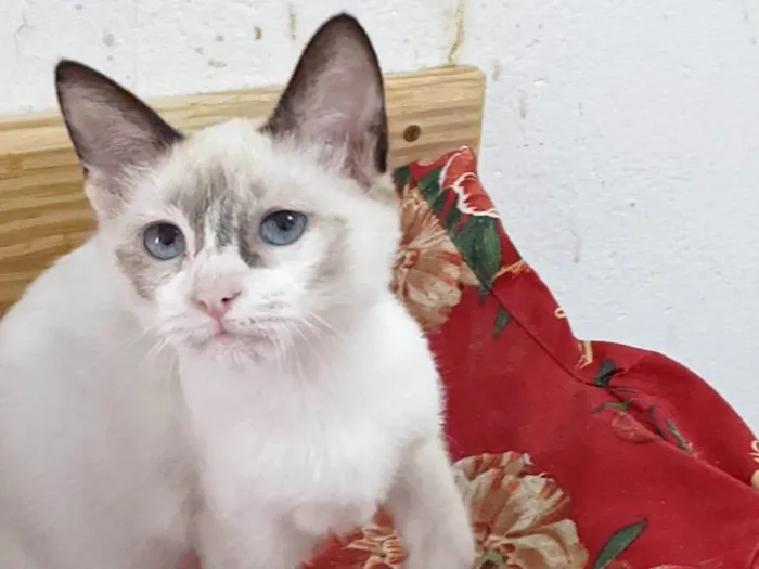 Gato ra a SRD-ViraLata idade 2 a 6 meses nome LUNA