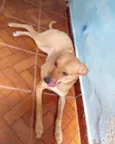 Maya