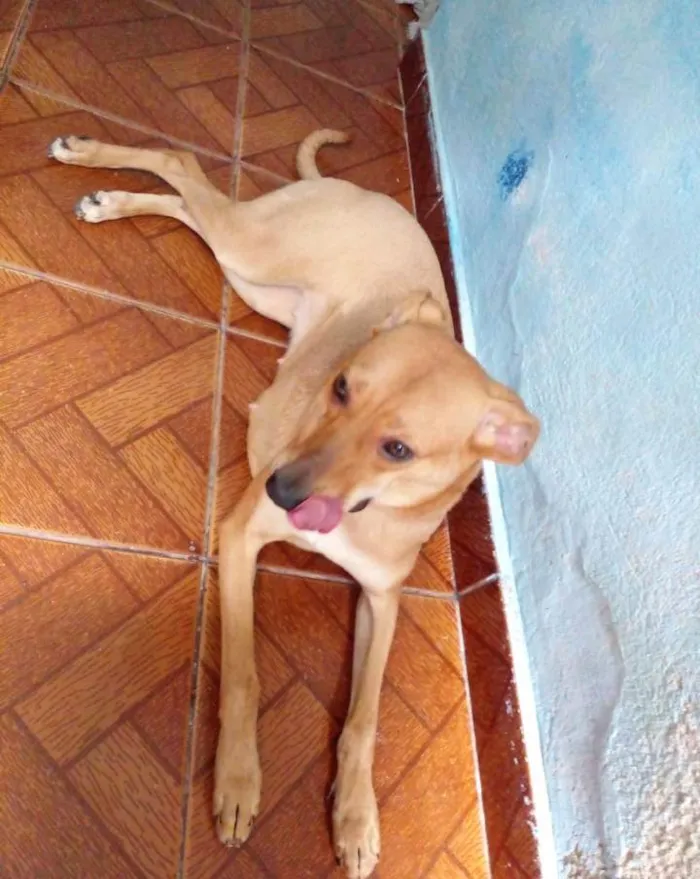 Cachorro ra a SRD-ViraLata idade 2 anos nome Maya