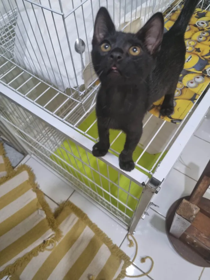 Gato ra a SRD-ViraLata idade 2 a 6 meses nome Morceguinho