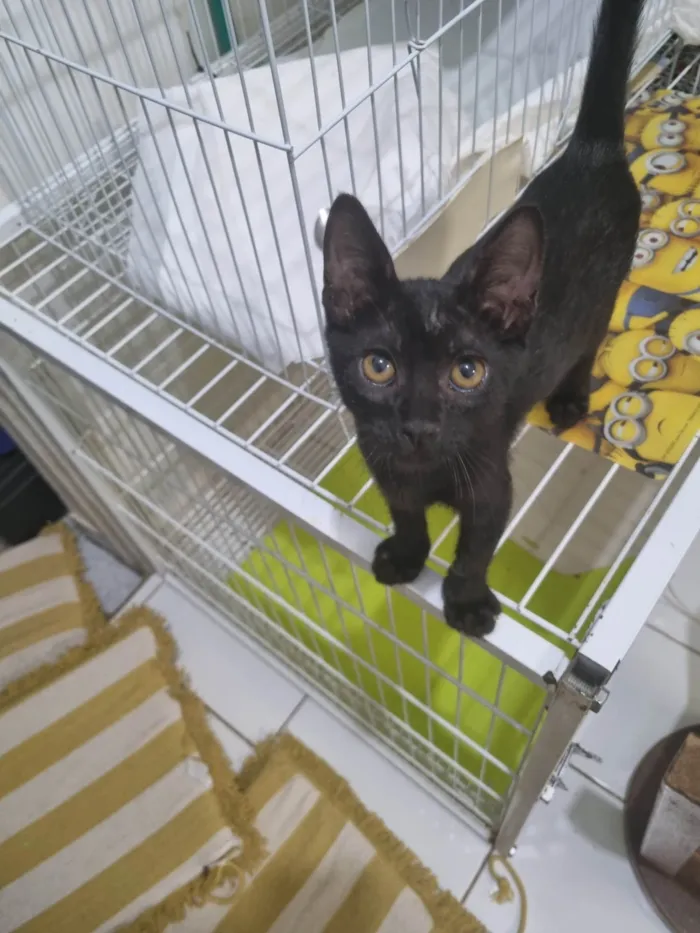 Gato ra a SRD-ViraLata idade 2 a 6 meses nome Morceguinho