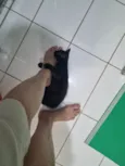 Morceguinho