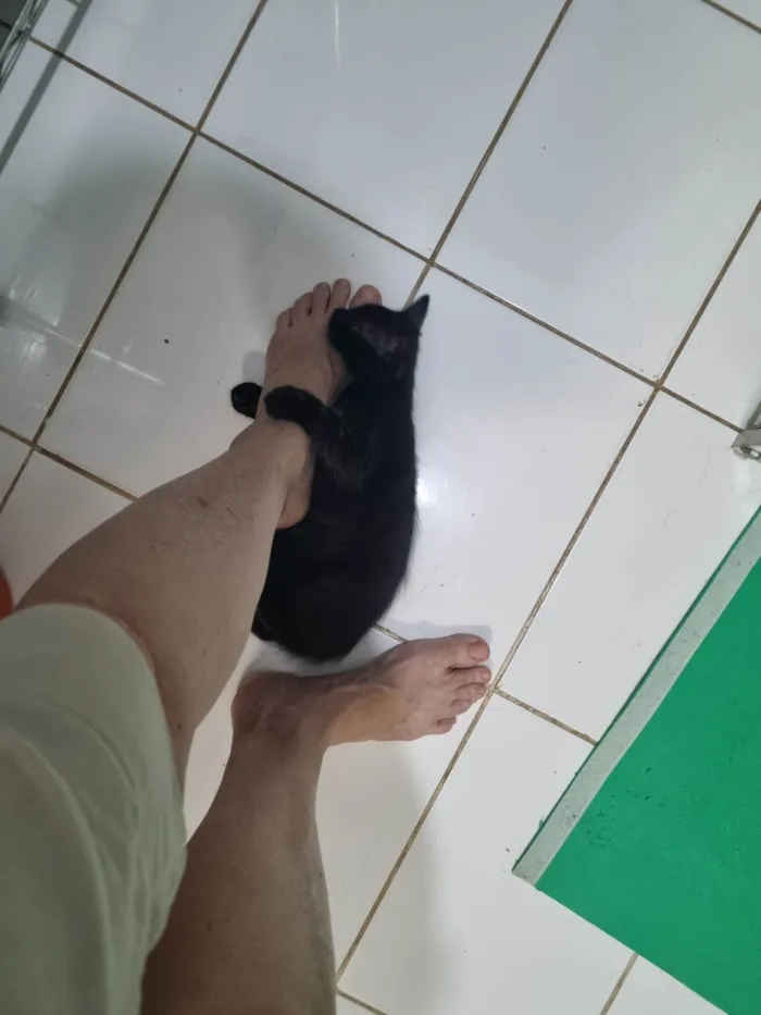 Gato ra a SRD-ViraLata idade 2 a 6 meses nome Morceguinho