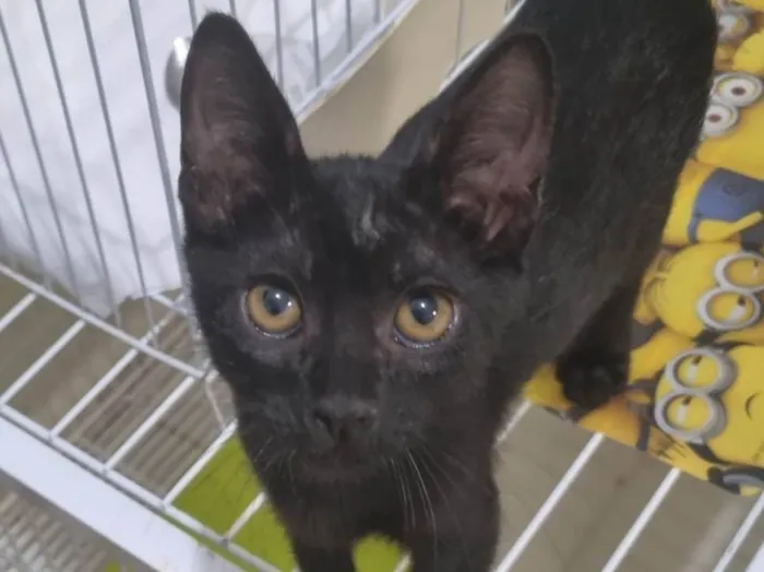Gato ra a SRD-ViraLata idade 2 a 6 meses nome Morceguinho