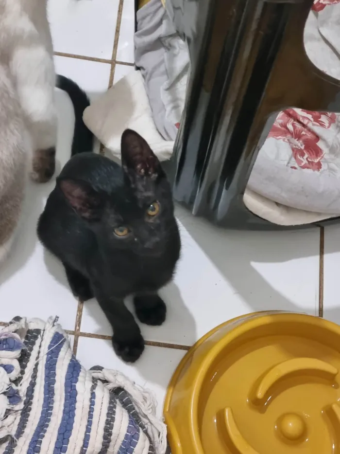 Gato ra a SRD-ViraLata idade 2 a 6 meses nome Morceguinho