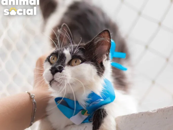 Gato ra a SRD-ViraLata idade 2 anos nome MIMOSA