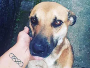Cachorro raça SRD-ViraLata idade 5 anos nome Killer