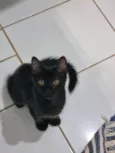 Peludinho