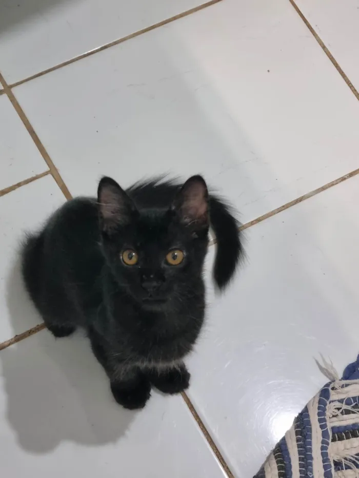Gato ra a SRD-ViraLata idade 2 a 6 meses nome Peludinho