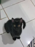 Peludinho