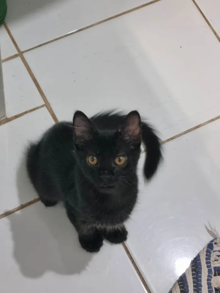 Gato ra a SRD-ViraLata idade 2 a 6 meses nome Peludinho