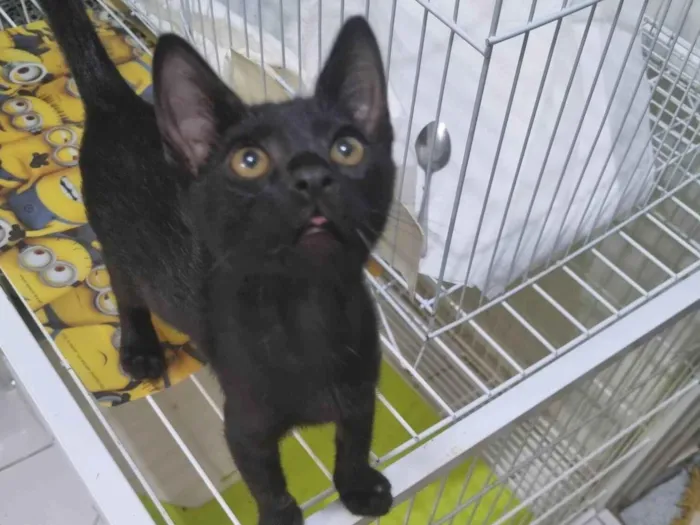 Gato ra a SRD-ViraLata idade 2 a 6 meses nome Morceguinho