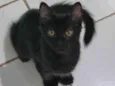 Peludinho