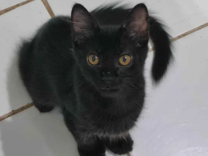 Gato ra a SRD-ViraLata idade 2 a 6 meses nome Peludinho
