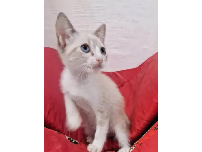 Gato ra a SRD-ViraLata idade 2 a 6 meses nome ANANDA