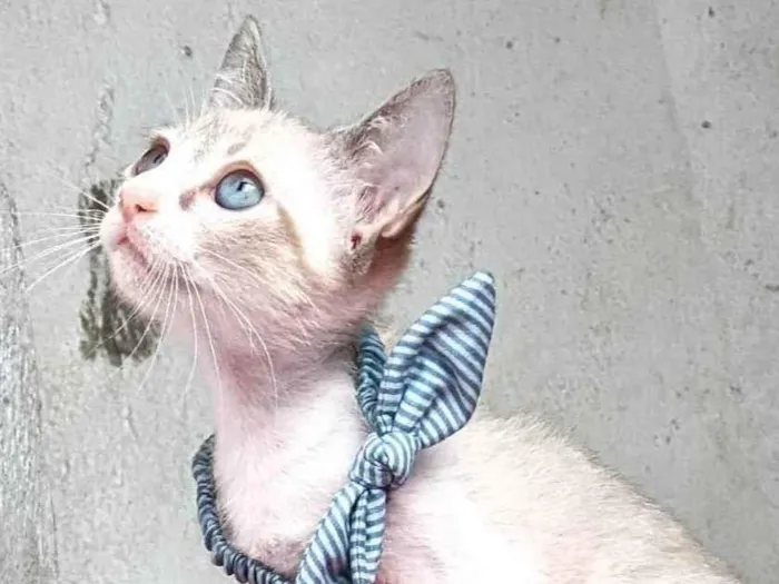 Gato ra a SRD-ViraLata idade 2 a 6 meses nome ANANDA