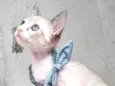 ANANDA