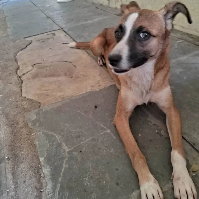 Cachorro ra a SRD-ViraLata idade 1 ano nome Lola