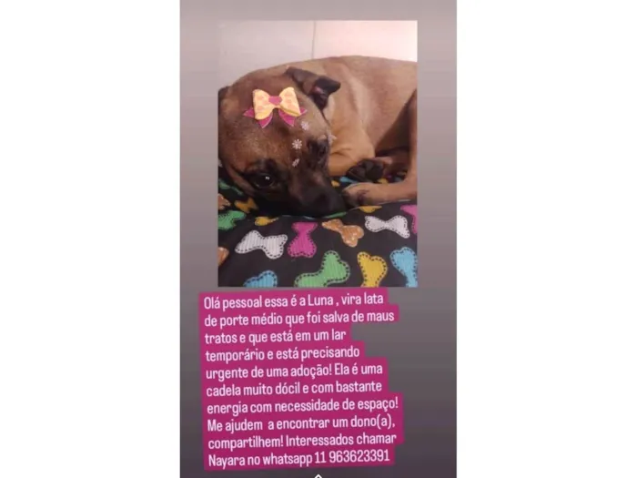 Cachorro ra a SRD-ViraLata idade 1 ano nome Luna