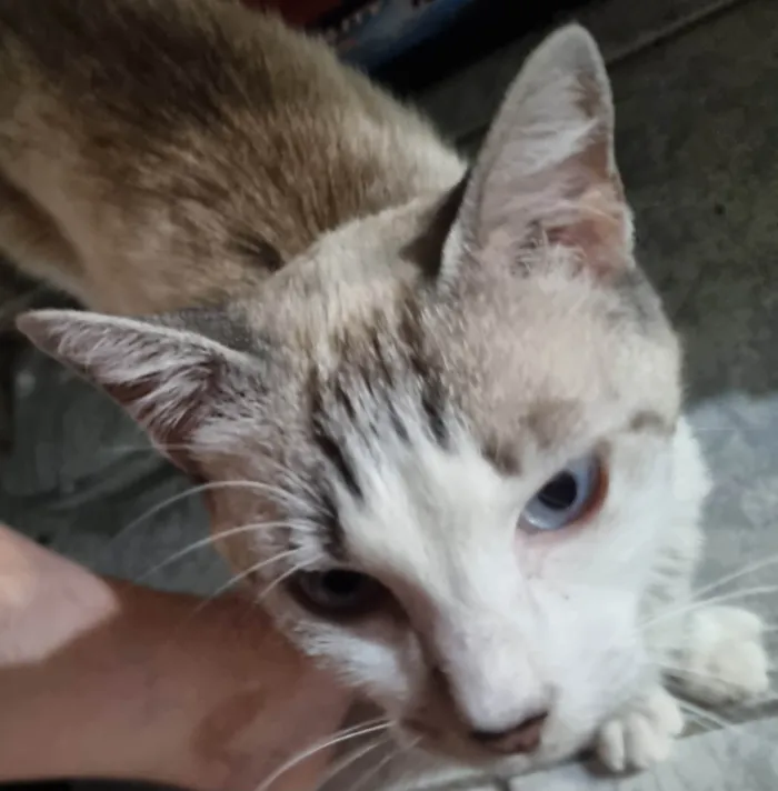 Gato ra a SRD-ViraLata idade 1 ano nome Princesa Pérola 