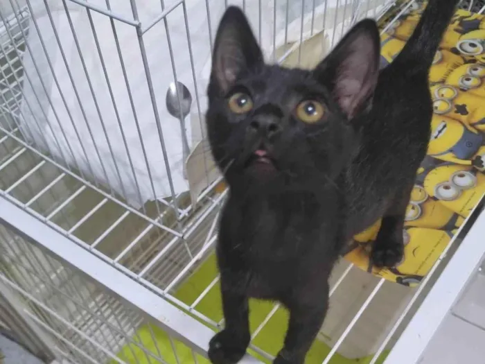 Gato ra a SRD-ViraLata idade 2 a 6 meses nome Morceguinho