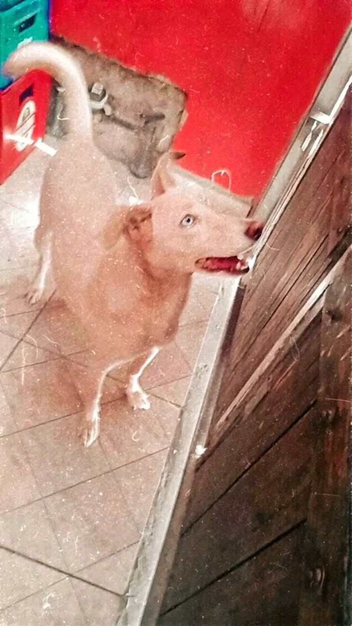 Cachorro ra a SRD-ViraLata idade 1 ano nome Nina