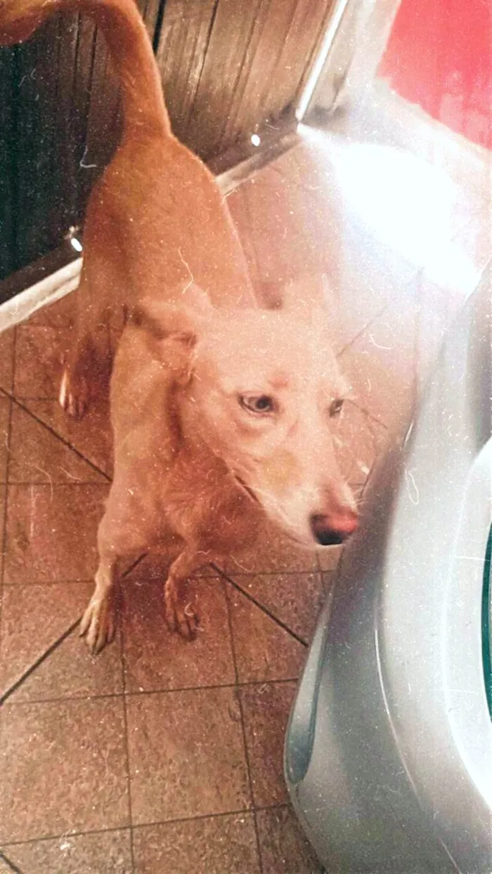 Cachorro ra a SRD-ViraLata idade 1 ano nome Nina