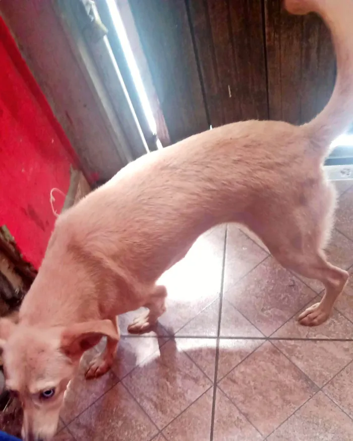 Cachorro ra a SRD-ViraLata idade 1 ano nome Nina