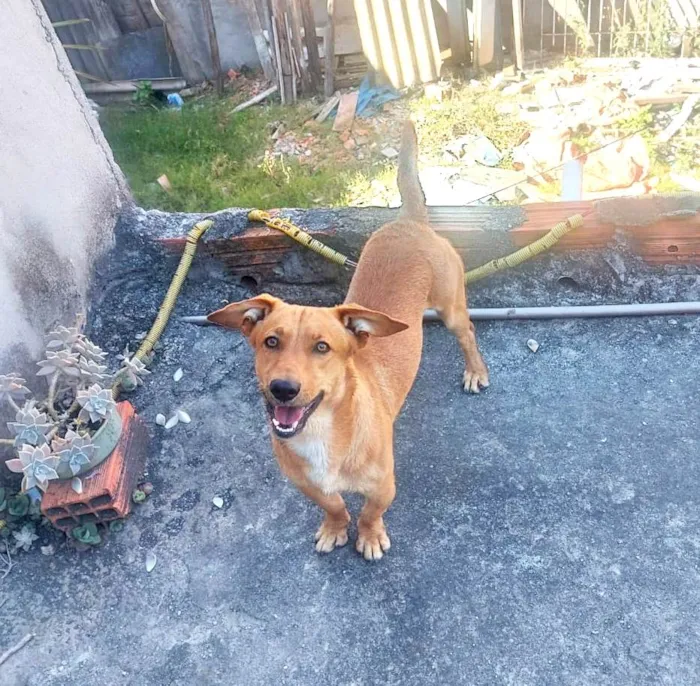 Cachorro ra a SRD-ViraLata idade 1 ano nome Mike