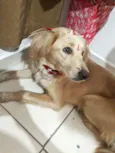 Meg