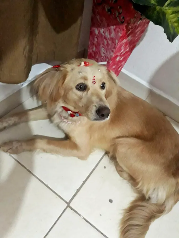 Cachorro ra a SRD-ViraLata idade 1 ano nome Meg