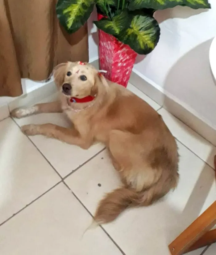 Cachorro ra a SRD-ViraLata idade 1 ano nome Meg