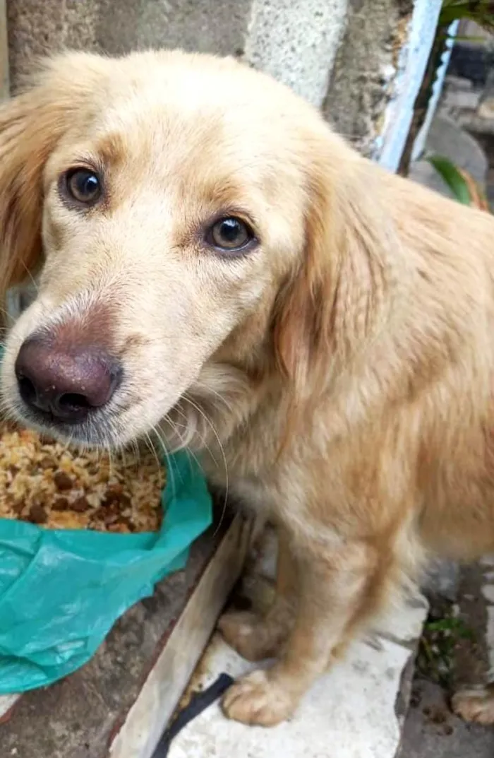 Cachorro ra a SRD-ViraLata idade 1 ano nome Meg