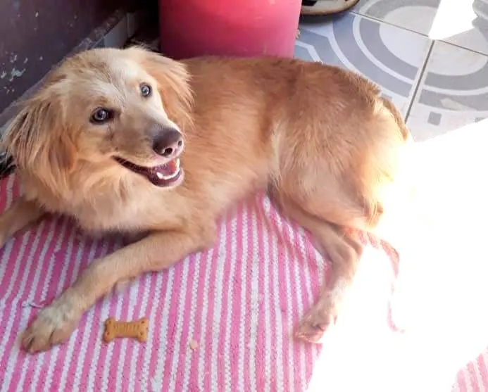 Cachorro ra a SRD-ViraLata idade 1 ano nome Meg