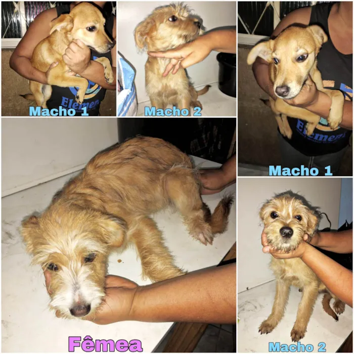 Cachorro ra a SRD-ViraLata idade 7 a 11 meses nome Filhotes 7 meses